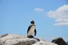 Penguin Penguin